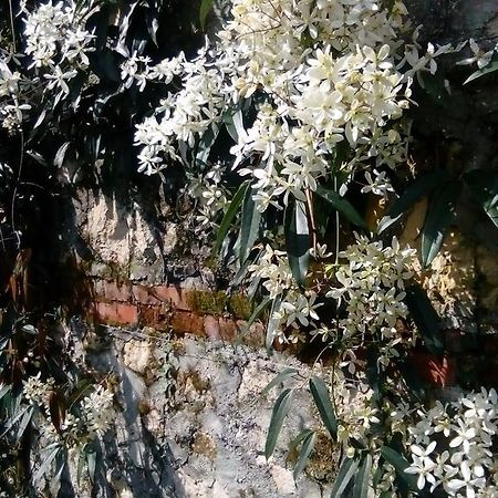 Villa Osmanthus Віченца Екстер'єр фото