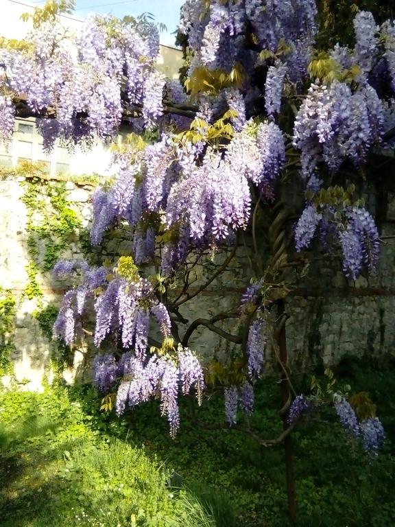 Villa Osmanthus Віченца Екстер'єр фото