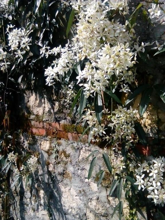 Villa Osmanthus Віченца Екстер'єр фото
