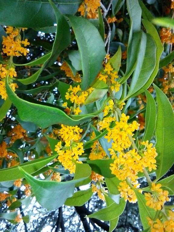 Villa Osmanthus Віченца Екстер'єр фото
